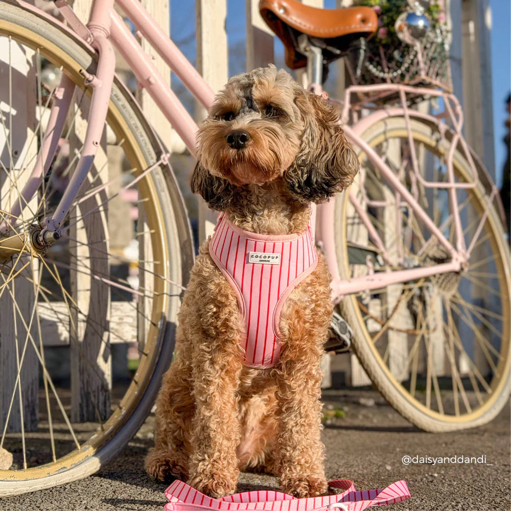 Candy Stripe Lead