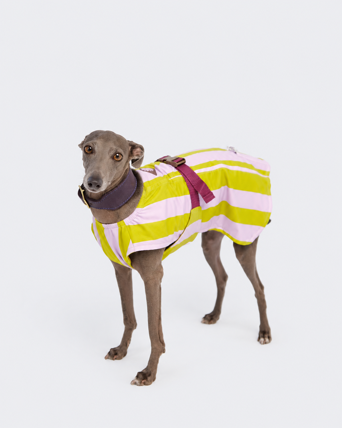 Cooling Dog Vest