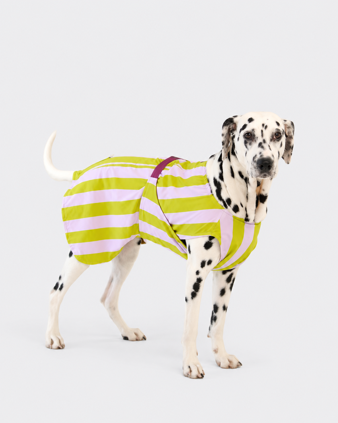 Cooling Dog Vest