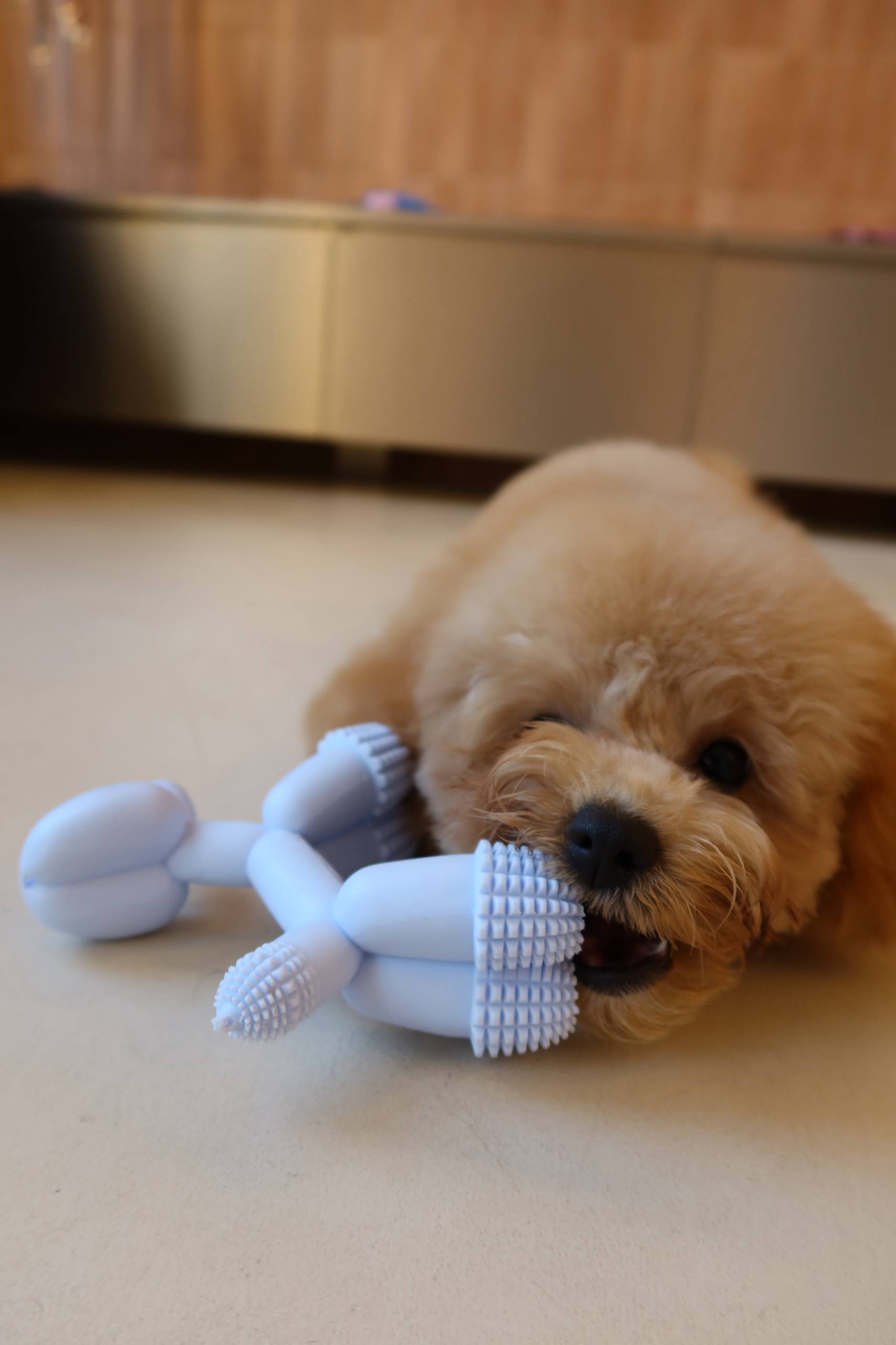 Toy Balloon Dog